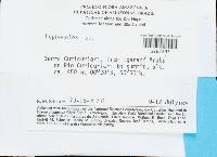 Cryptolophocolea martiana image