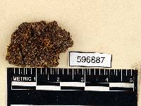 Astomiopsis exserta image