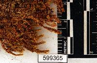 Flowersia setifolia image