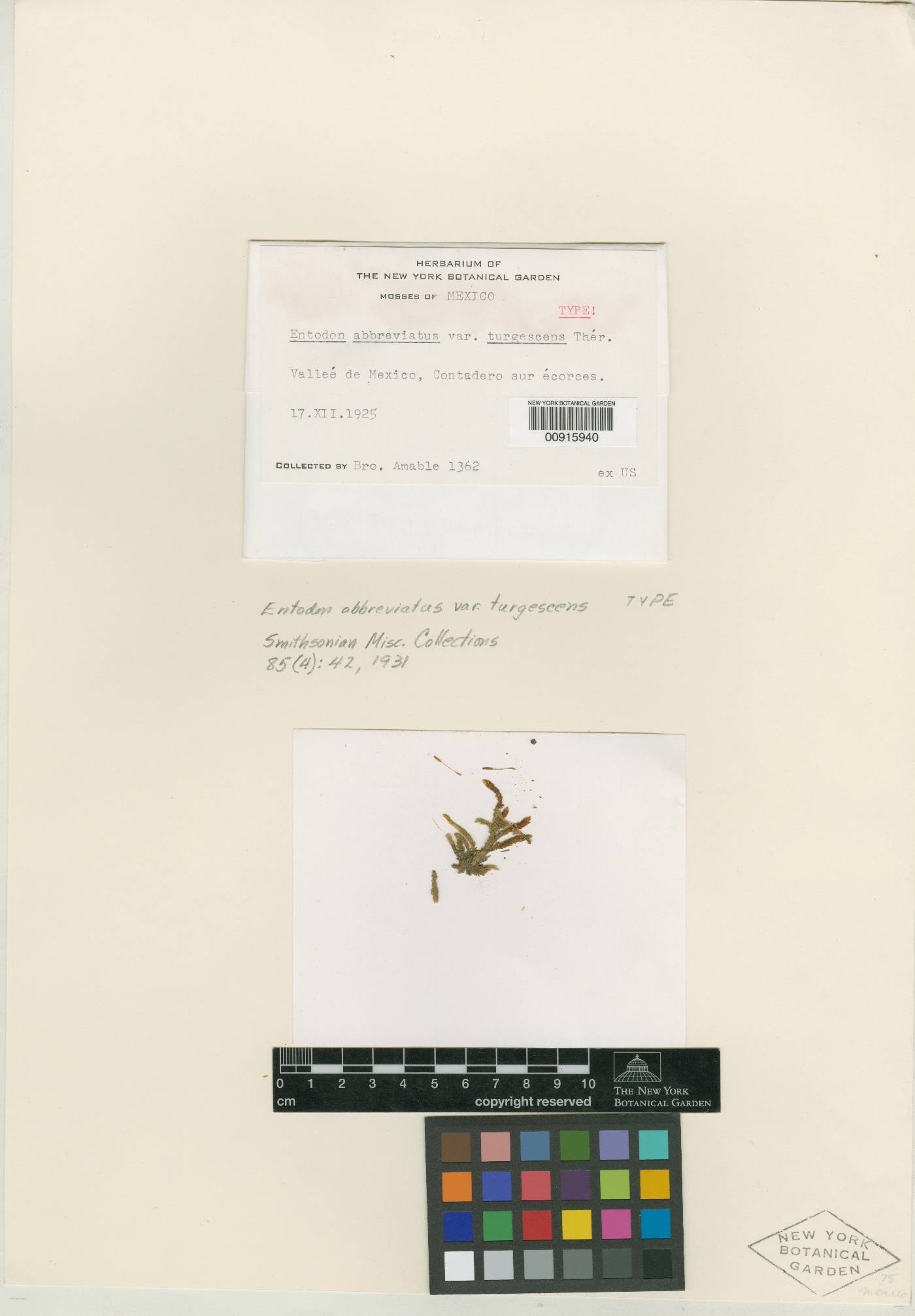 Entodon abbreviatus var. turgescens image
