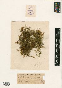 Brachythecium ruderale image