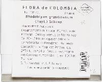Rhodobryum grandifolium image