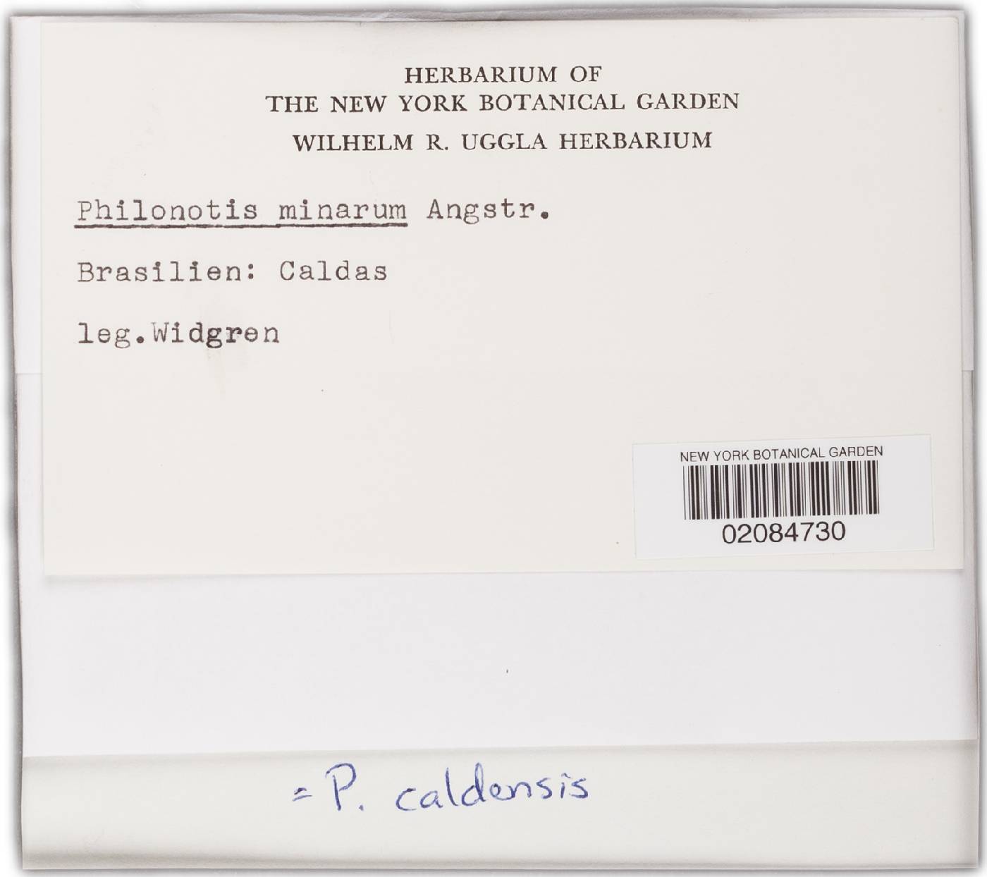 Philonotis caldensis image
