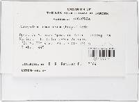 Racopilum tomentosum image