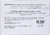 Plagiochila boryana image