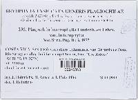 Plagiochila heterophylla image