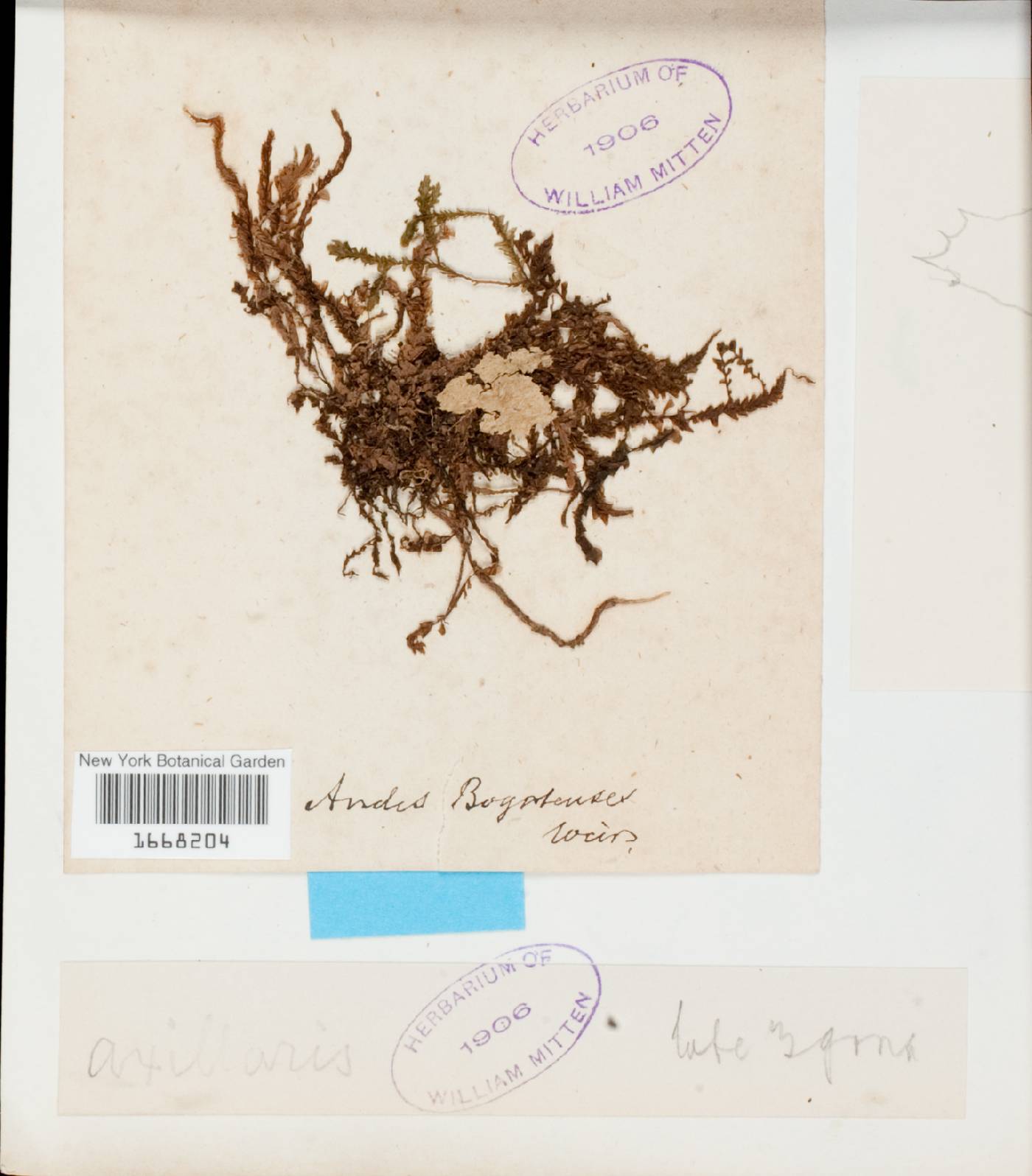 Plagiochila canelensis image