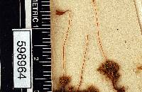 Rosulabryum andicola image