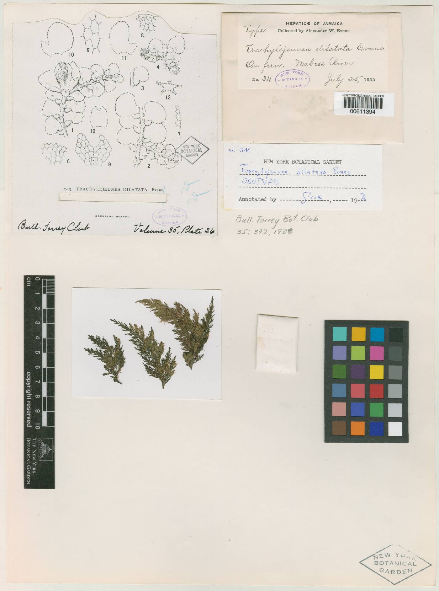 Lejeunea subspathulata image