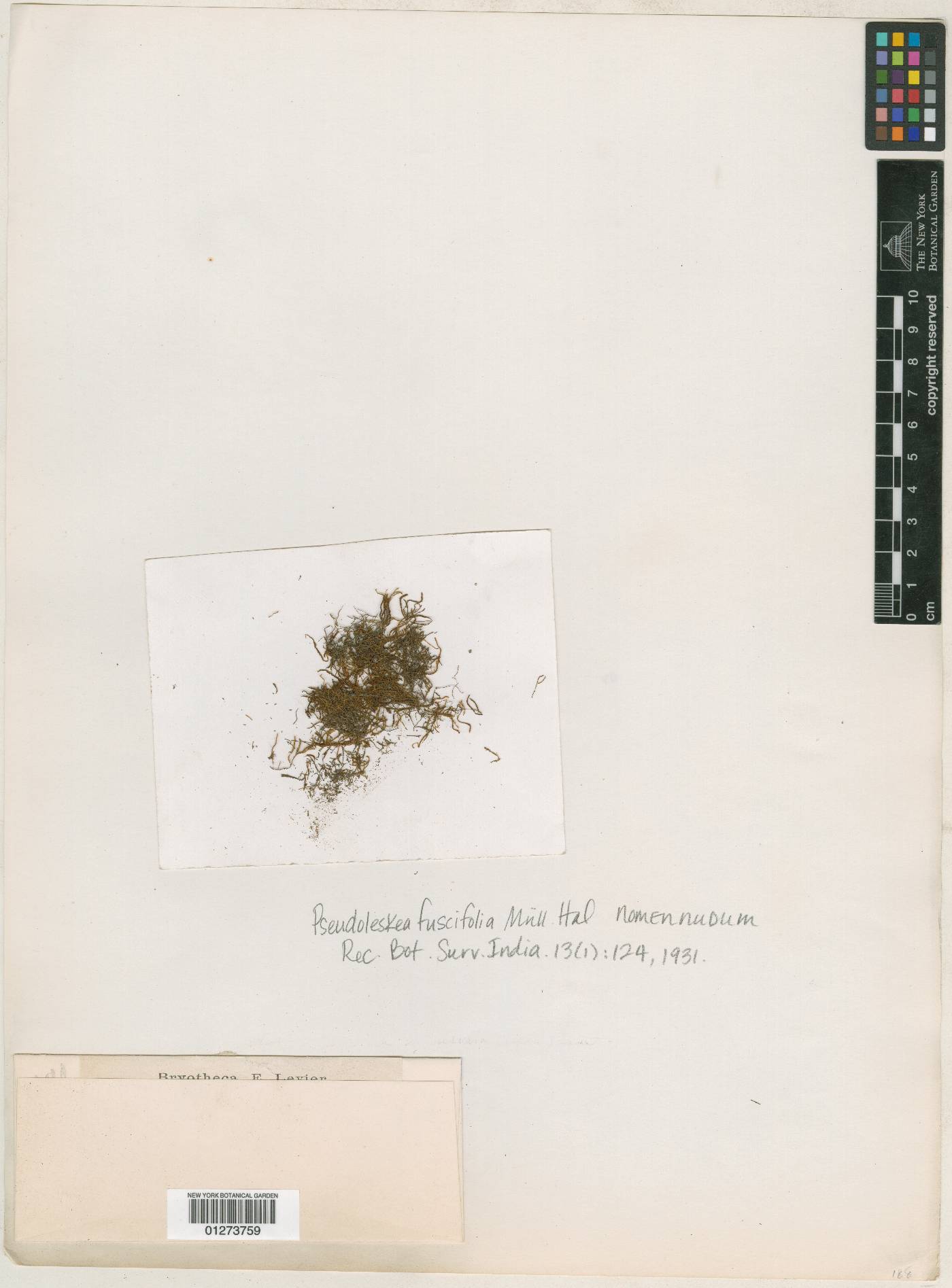 Pseudoleskea fuscifolia image