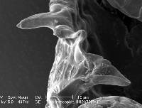 Frullania microscopica image