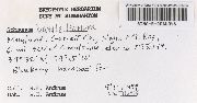 Sphagnum bartlettianum image