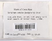 Sphagnum sancto-josephense image