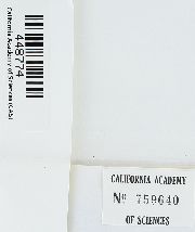 Trochophyllohypnum circinale image