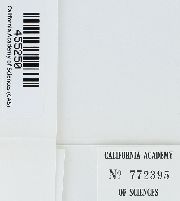 Canalohypopterygium tamariscinum image