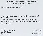 Pseudisothecium stoloniferum image