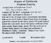 Pseudisothecium stoloniferum image