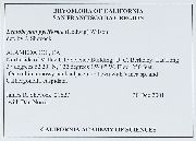 Leptobryum pyriforme image