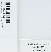 Aquilonium plicatulum image