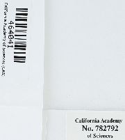 Isopterygiopsis muelleriana image
