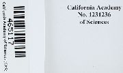 Homalothecium californicum image