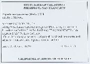 Leptobryum pyriforme image