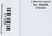 Pseudisothecium stoloniferum image