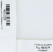 Lewinskya affinis image