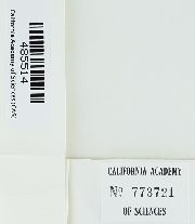 Schlotheimia rugifolia image