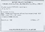 Zygodon rupestris image