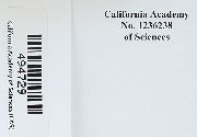 Grimmia alpestris image