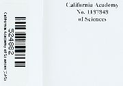 Microbryum starckeanum image