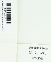 Stegonia hyalinotricha image