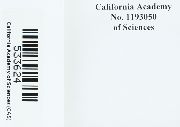 Syntrichia norvegica image