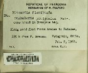 Riccardia floribunda image