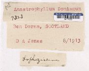 Anastrophyllum donianum image