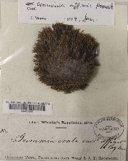 Image of Grimmia affinis