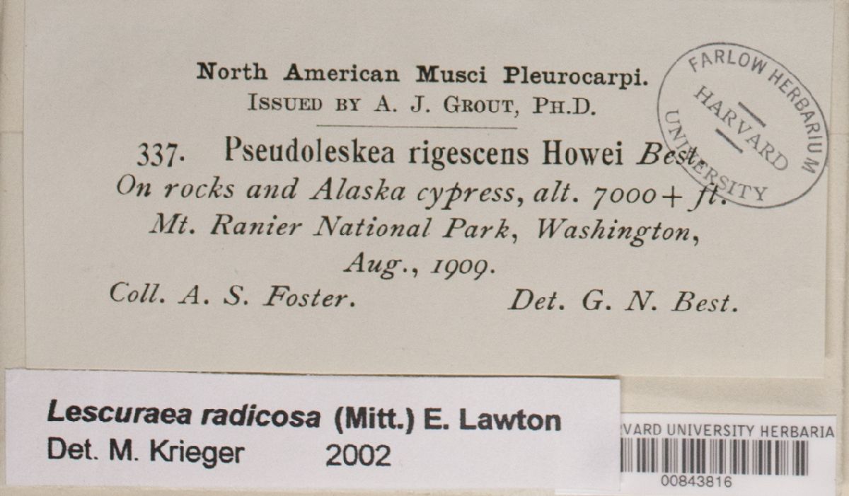 Lescuraea radicosa image
