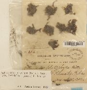 Schistidium platyphyllum image