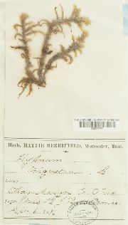 Hylocomiadelphus triquetrus image