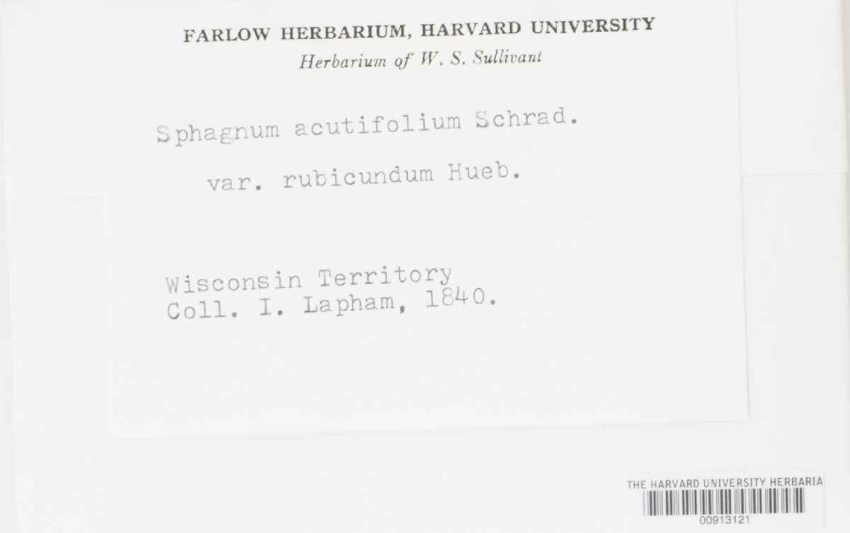 Sphagnum acutifolium var. rubicundum image