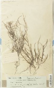 Fontinalis sphagnifolia image