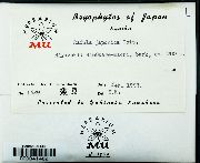 Radula japonica image