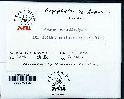 Cheilolejeunea rotundistipula image