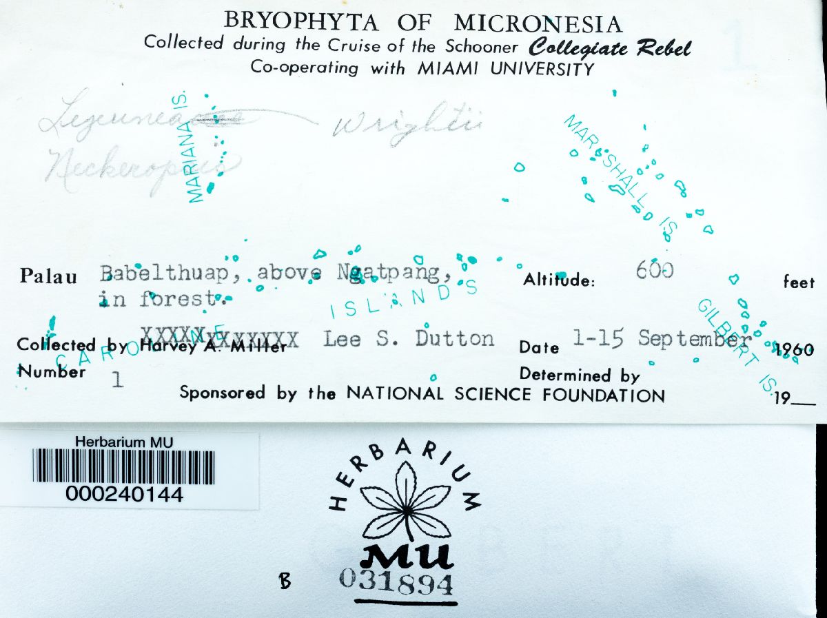 Cololejeunea minutissima subsp. myriocarpa image