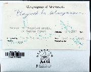 Plagiochila arbuscula image