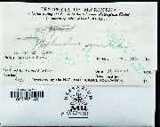 Acrolejeunea pycnoclada image