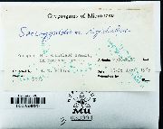 Saccogynidium rigidulum image