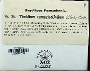 Thuidium tamariscinum image