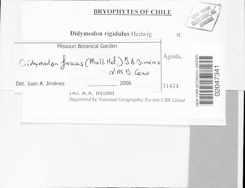 Didymodon fuscus image